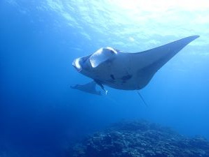 シージャック石垣島　アベ